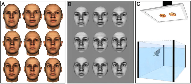 In the first experiment (A), the fish were shown colorful pictures of human faces, and in the second experiment (B), the faces had certain features removed. (Image: C. Newport et al., 2016)